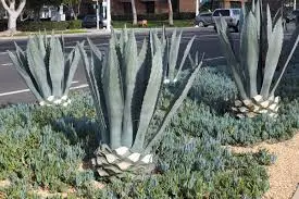 Pruning and Trimming Agave Ovatifolia