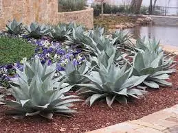 Landscaping Ideas with Agave Ovatifolia