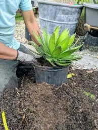 Potting and Repotting Agave Ovatifolia