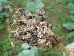 Tackling Clubroot: Super Preventing Brassica Root Disease