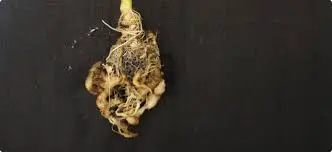 Identifying Early Signs and Symptoms of Clubroot