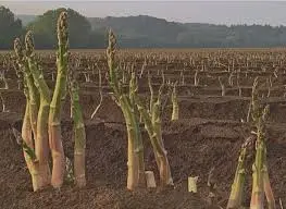 Asparagus Bed Strategies: Permanent Plot Super Cultivation