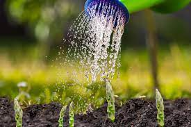 Watering and Fertilizing