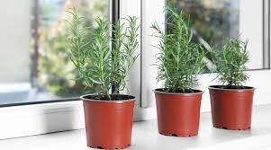 Rosemary Indoors: Tips for Thriving Herbal Growth