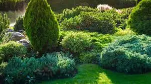 Shrubs and Bushes for a Fuller Garden