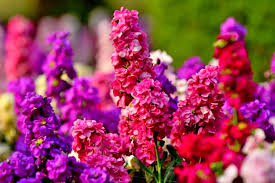 Fragrant Flowers to Delight Your Senses