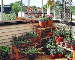 Container Plants for Small Gardens or Balconies
