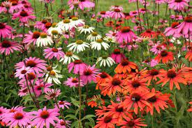 Sunlight Requirements for Thriving Coneflowers