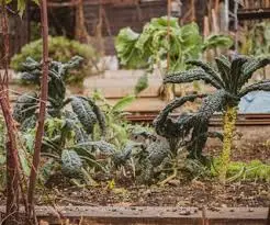 Signs Your Vegetable Garden Needs Fertilizer