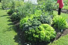 Companion Planting for Natural Fertilization in Your Vegetable Garden