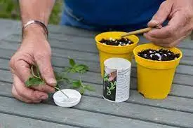 How to Use Rooting Hormones on Cuttings: A Guide to Using These Products to Boost Your Plant Propagation Success