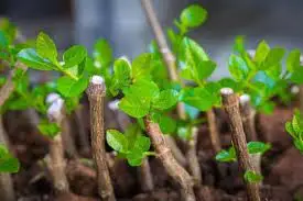 Applying Rooting Hormones on Hardwood Cuttings