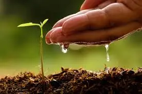 The Crucial Role of Water in Seed Germination