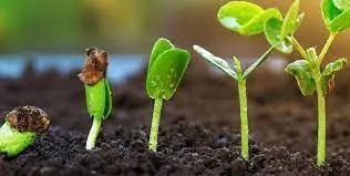 The Role of Oxygen in Seed Germination