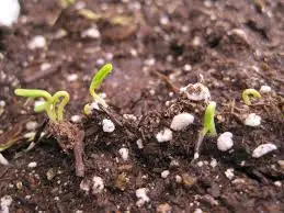 Seed Germination and Soil Composition